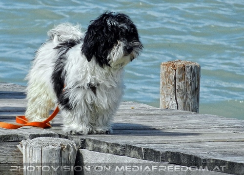 Am Meer der Wiener 20