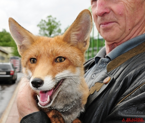 Eine F�CHSIN zum verlieben!!!!!!