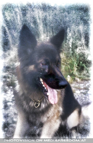 Nicht nur ein Hund...: Eros