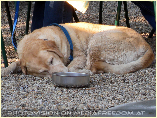 Schlaf an der Tr�nke