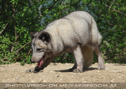 Er�ffnung der Fuchsanlage 004