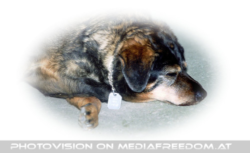 Daisy schl�ft nur....