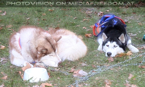 Gemischtes Husky Duo