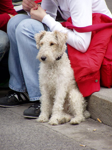 Ein Wau Wau kommt selten allein