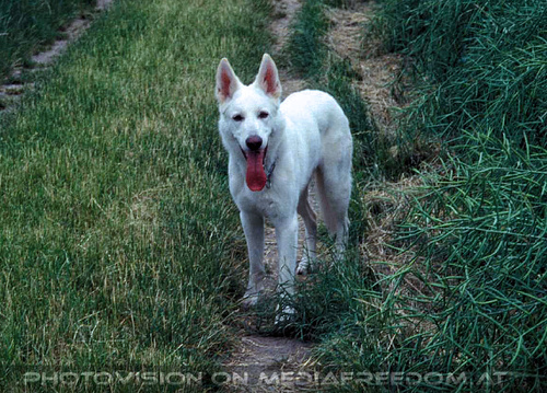 Hektors Welt 09: Hektor