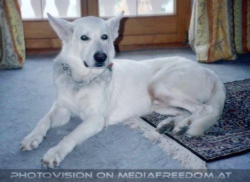 Pr�chtiger amerikanischer Sch�ferhund: Hektor