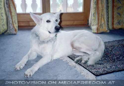 Sch�ner wei�er Sch�ferhund: Hektor