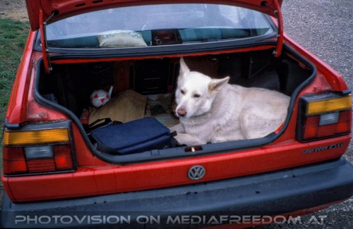 Hund im MediaFreeMobile Cat: Hektor