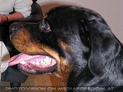 Freistil Party 4: Hobi