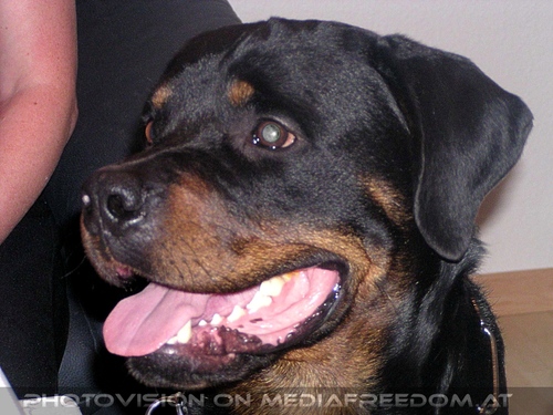 Freistil Party 7: Hobi