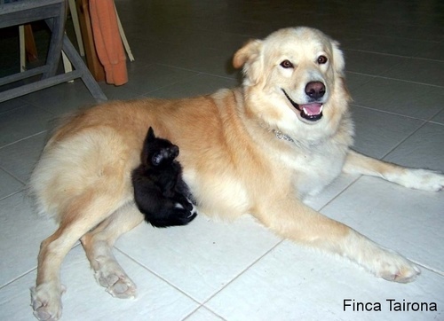 ungleiche Liebe: Hund & Katz