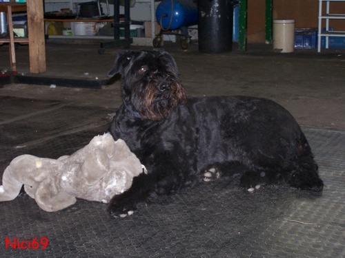 Ich und mein Kuscheltier: Hund