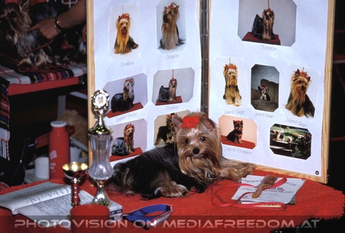 Silky Terrier Sieger