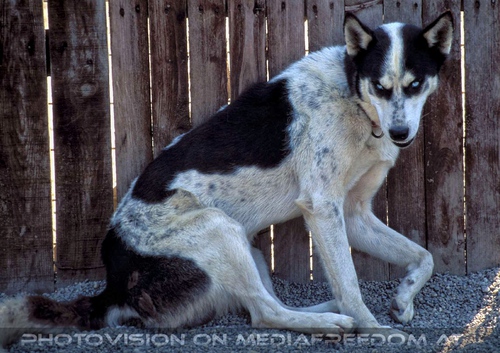 Husky mit blauen Augen