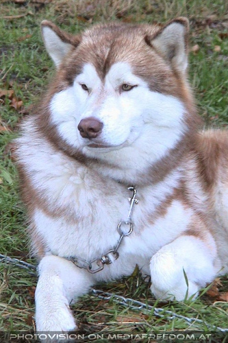 Stolzer Sieger