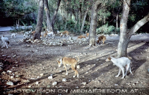 Ibiza Dog Connection 01