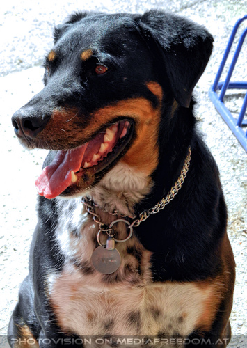 Lipizzaner Heimat 08