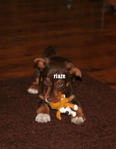 Mein Leben ist ein Spiel!: Macy - 10 Wochen