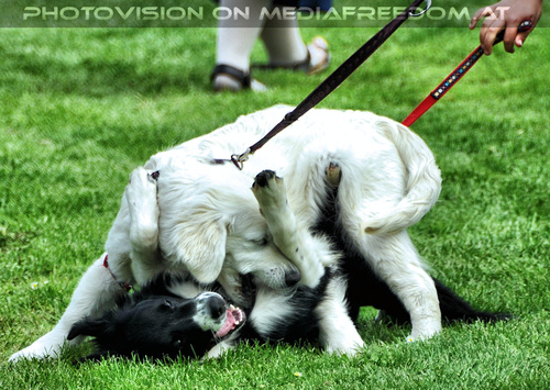 Mittelalterfest zum anfassen 03