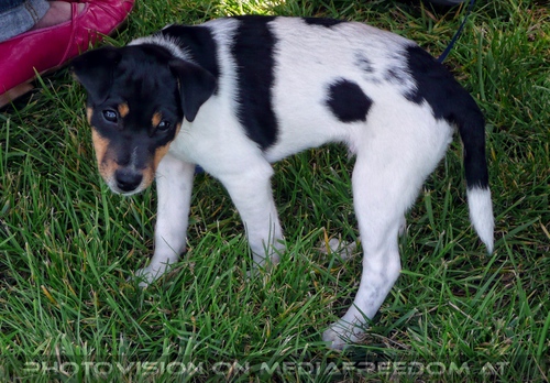 Die Pferdeshow 07 - Zaungast