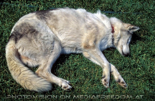 Schlafender Husky