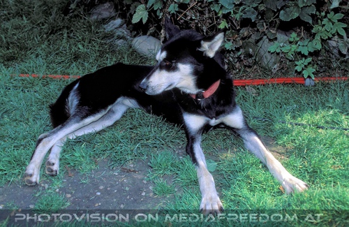 Schwarzweisser Husky