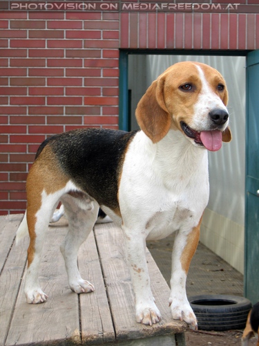 Trainings-Beagle