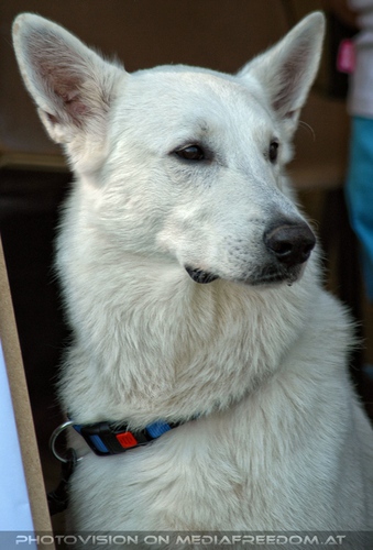 Wei�er Sch�ferhund