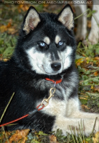 Wulfshill Husky Team 13