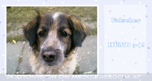 Falscher Hund ;-)! Er und ich wissen warum...