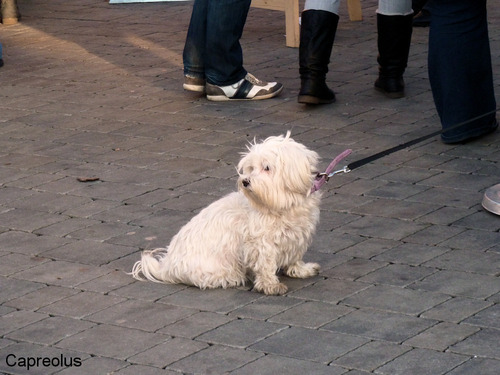 Auch ein Praterbesucher !