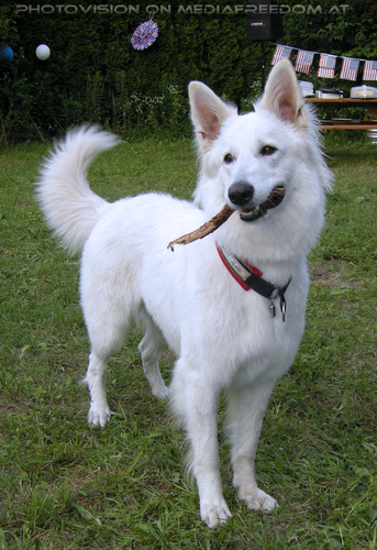 50th independence Birthday 06: Spirit  