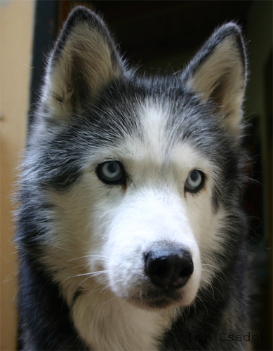 Siberian Husky: Swetja
