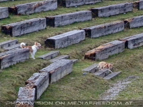 Tiere im Lebensbaumkreis