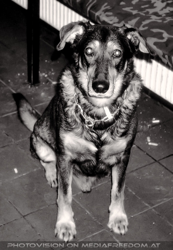 Bring it home - Tour Pix 13: Tino