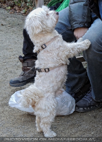Advent im Schloss 12
