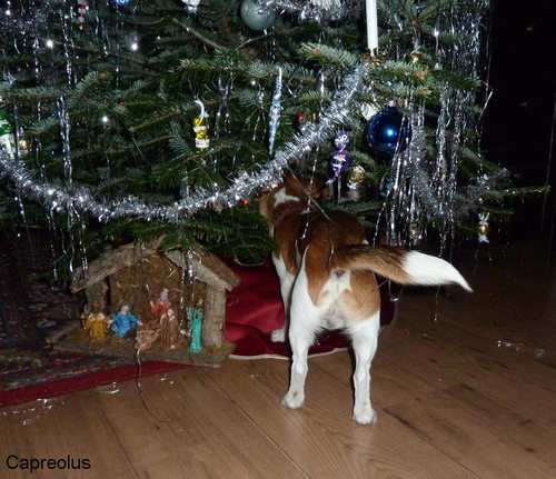 Wo ist mein Geschenk ?