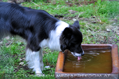 Wolf Science Center 10