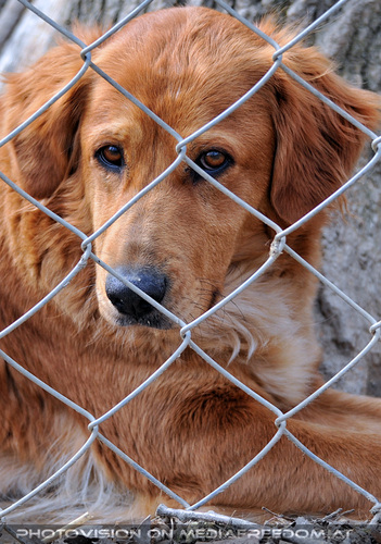 Wolf Science Center 19