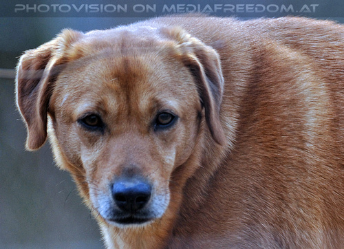 Wolf Science Center 20