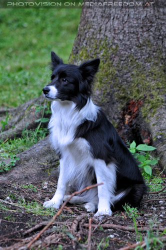 Wolf Science Center 22