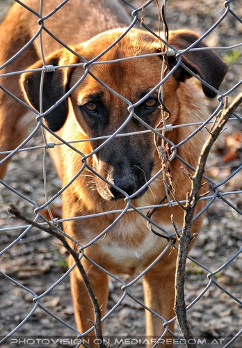 Wolf Science Center 26