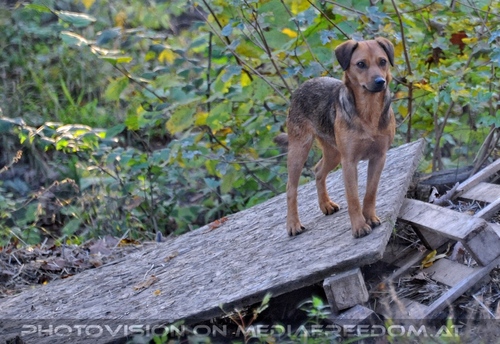 Wolf Science Center 27