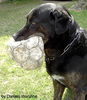 Blacky mit Ball