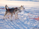 (Born to run) Huskys in Lappland