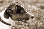 Jack-Russel