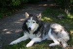 Siberian Husky