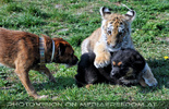 Tigerbaby und Hundebaby 03