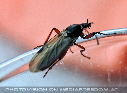 Elfen, Gnome und Druiden 54