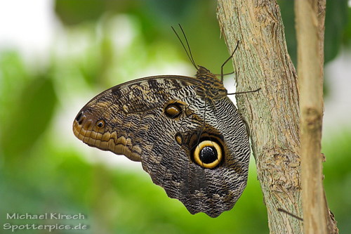 Sch�nes Muster: Michael Kirsch